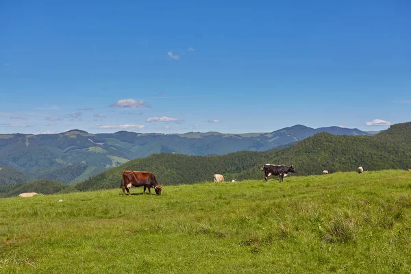 Зеленый луг в горах и коровах — стоковое фото