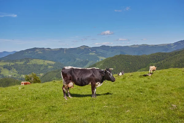 Κοπάδι από αγελάδες που βόσκουν στο βουνό — Φωτογραφία Αρχείου