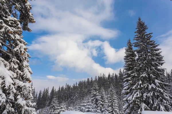 가문비나무 숲 겨울에 눈으로 덮여 — 스톡 사진