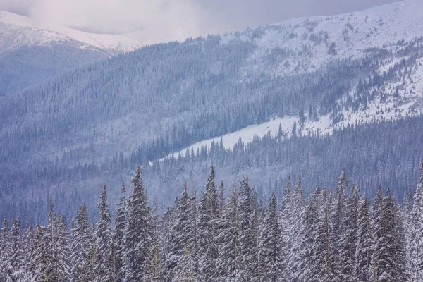 Drzewa pokryte śniegiem na góry hill. — Zdjęcie stockowe
