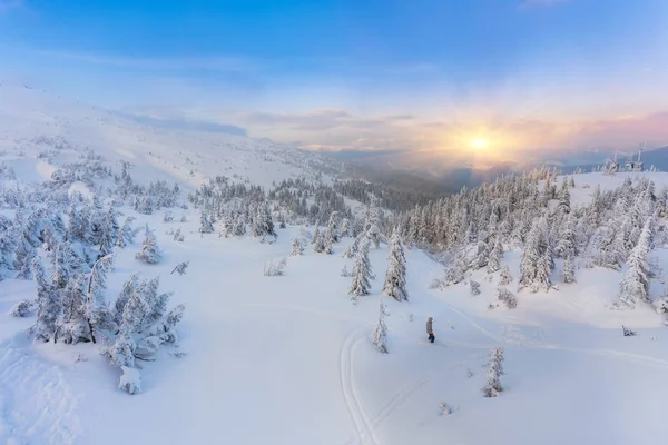 Πεύκο το χειμώνα στο ηλιοβασίλεμα στα βουνά. — Φωτογραφία Αρχείου