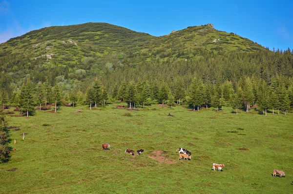 Green meadow in mountains and cows — Stock Photo, Image