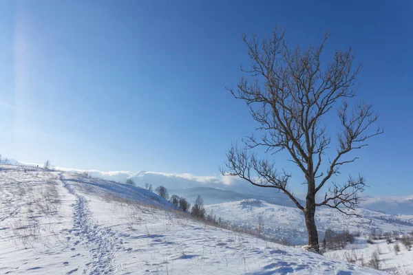 Zimní krajina s množstvím sněhu a stromy — Stock fotografie