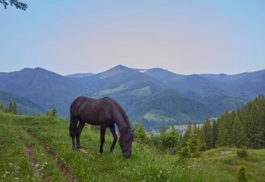 Yaz otlağında bir at