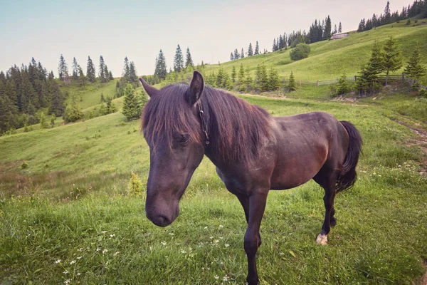 여름 목초지에 있는 말 스톡 사진