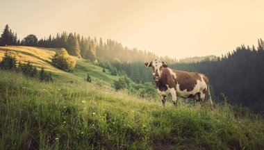 Yeşil dağlar ve inekler çayırda