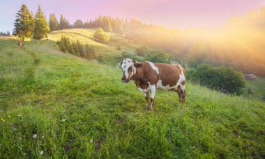 Yeşil dağlar ve inekler çayırda