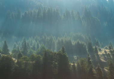 Sis çam ağacı orman üzerinde