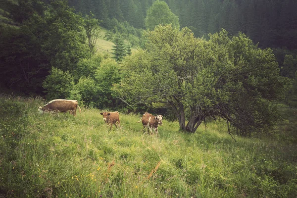 녹색 풀밭에 암소. 자연 성분. — 스톡 사진