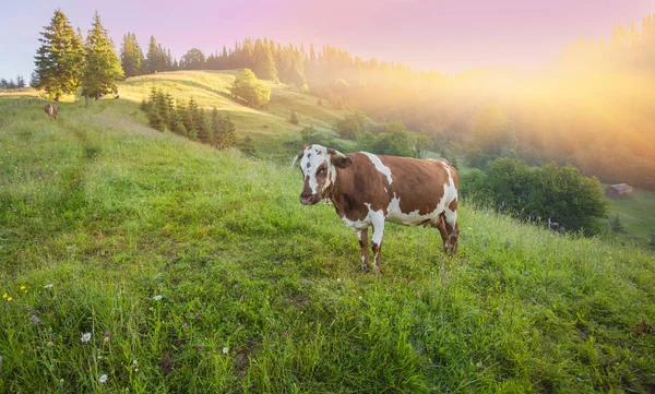 Yeşil dağlar ve inekler çayırda