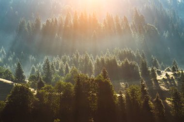 Sis çam ağacı orman üzerinde