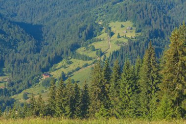Alp alanları güzel bahar büyümek