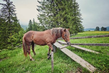 Çayır Ukrayna Karpat dağ vadisinde otlayan at.