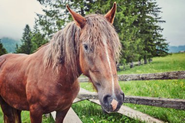 Çayır Ukrayna Karpat dağ vadisinde otlayan at.