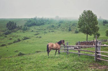 Çayır Ukrayna Karpat dağ vadisinde otlayan at.