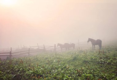 sabah sis atları ile