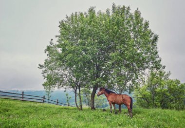 Horse grazing in a meadow Ukrainian Carpathian mountain valley. clipart