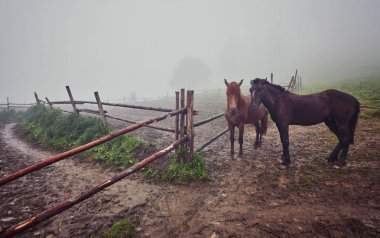 Yaz otlağında atlar