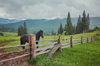 Yaz otlağında bir at