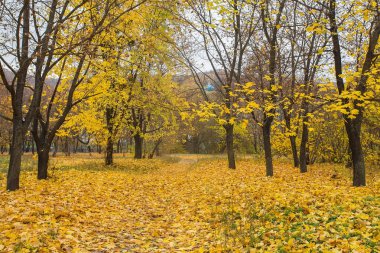 Sonbahar Park. Sonbahar ağaç ve yaprak