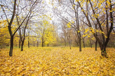 Sonbahar Park. Sonbahar ağaç ve yaprak