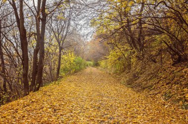 altın yaprağı ile sonbahar park Road 