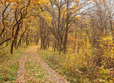 altın yaprağı ile sonbahar park Road 