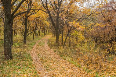 altın yaprağı ile sonbahar park Road 