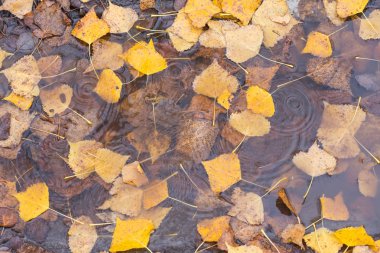 sonbahar huş yaprağı suyu