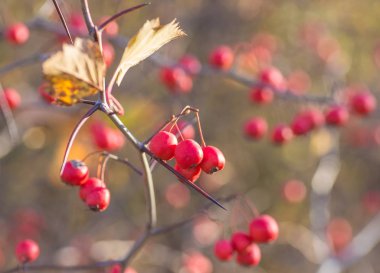 bir arka plan o sonbahar çilek
