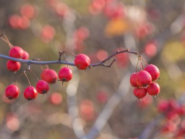 bir arka plan o sonbahar çilek