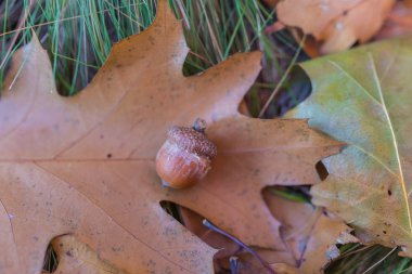 sonbahar yaprakları üzerinde kahverengi meşe palamudu