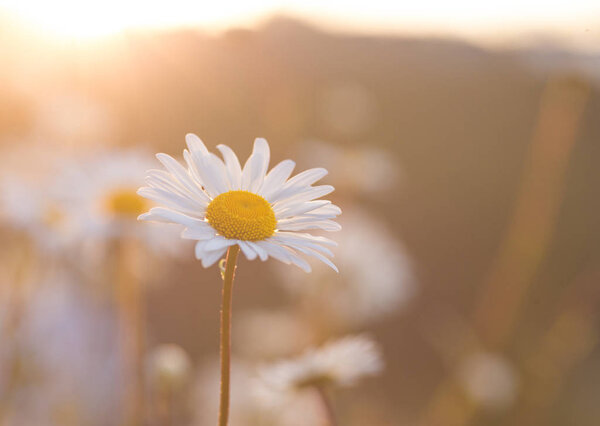 Wild chamomile flowers on a field in sunny day.