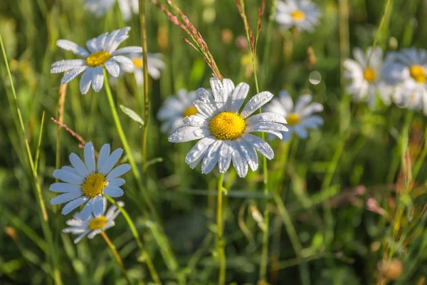 Napos mező vadon élő Kamilla virág. — Stock Fotó