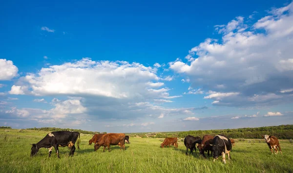 Wypasu bydła podczas zachodu słońca w idyllicznej dolinie — Zdjęcie stockowe