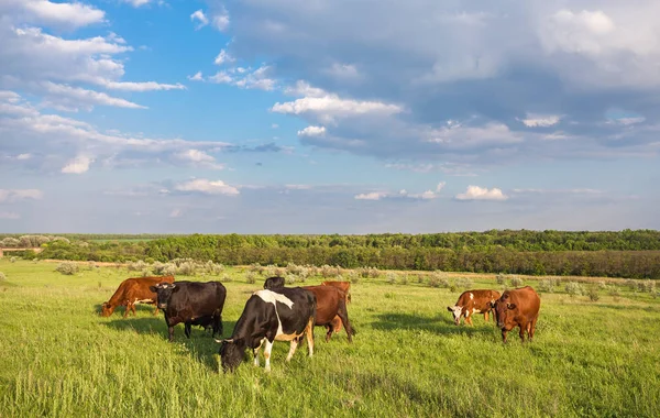 Günbatımı sırasında bir pastoral vadi otlatma hayvancılık