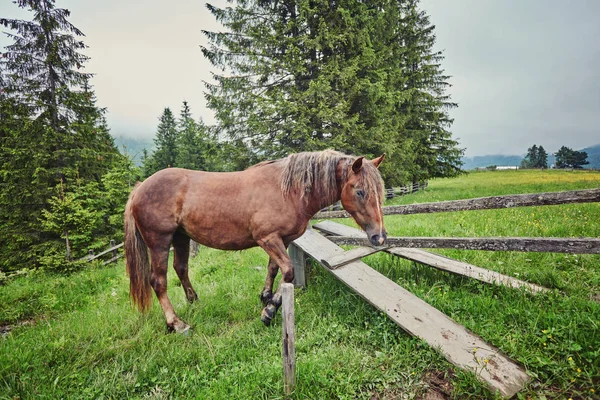 Çayır Ukrayna Karpat dağ vadisinde otlayan at.