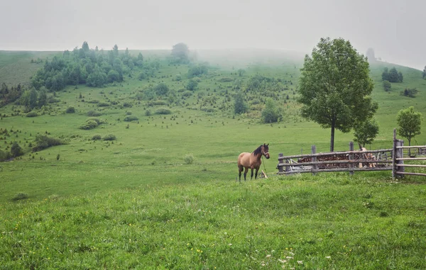 Çayır Ukrayna Karpat dağ vadisinde otlayan at.