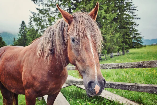 Çayır Ukrayna Karpat dağ vadisinde otlayan at.