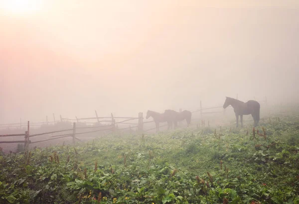 sabah sis atları ile