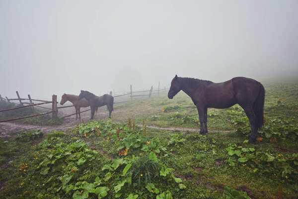 Horses on a summer pasture