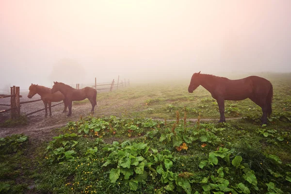 sabah sis atları ile