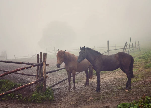 sabah sis atları ile