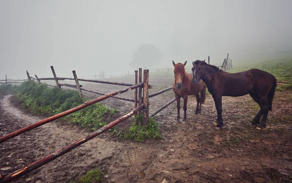 Yaz otlağında atlar
