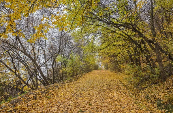 Camino en otoño parque con hojas doradas —  Fotos de Stock