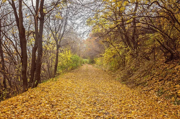 Őszi park, arany levelekkel út — Stock Fotó