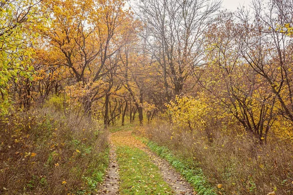 Őszi park, arany levelekkel út — Stock Fotó