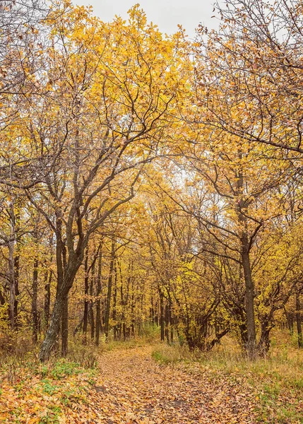 Parque do Outono. Árvores e folhas de outono — Fotografia de Stock