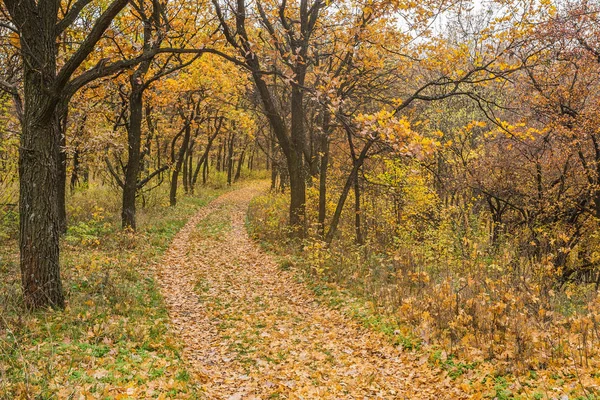 altın yaprağı ile sonbahar park Road 
