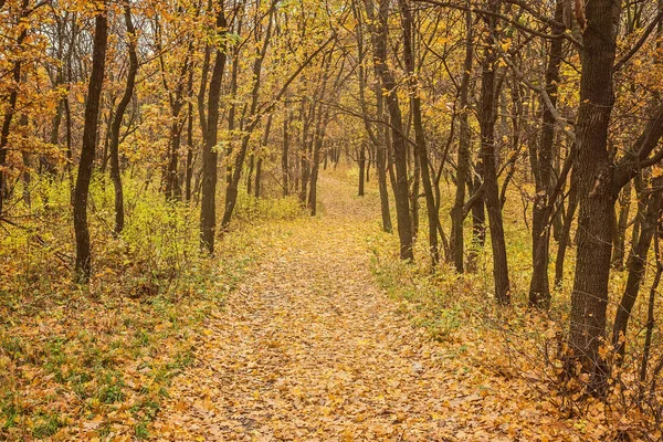 Sonbahar Park. Sonbahar ağaç ve yaprak